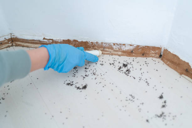 Best Pest Prevention Services  in Bulverde, TX